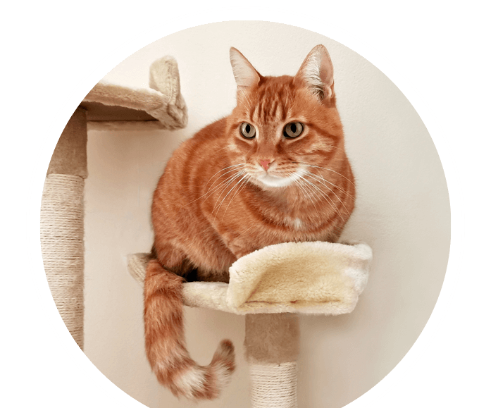 Orangene Katze auf Kratzbaum